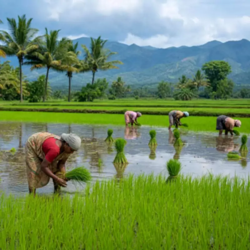Paddy Cultivation in Kodagu Declines as Farmers Shift to Cash Crops