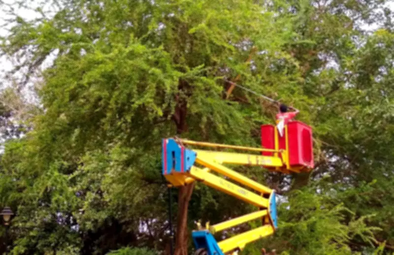 Panaji corporators accuse CCP of stepmotherly treatment over tree trimming