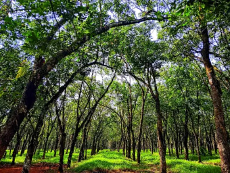 Pathanamthitta Man Loses 14 Rubber Trees to KSEB Contractors