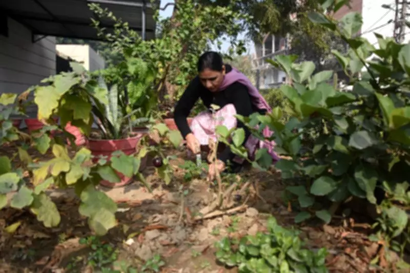 PAU develops seed packs that can be sown without unpacking for urban gardeners