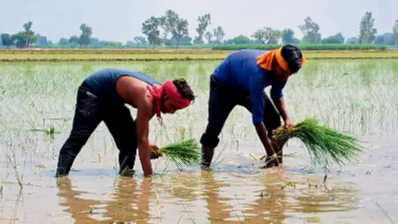 PAU Launches Campaign to Educate Farmers on DSR and Sustainable Rice Cultivation