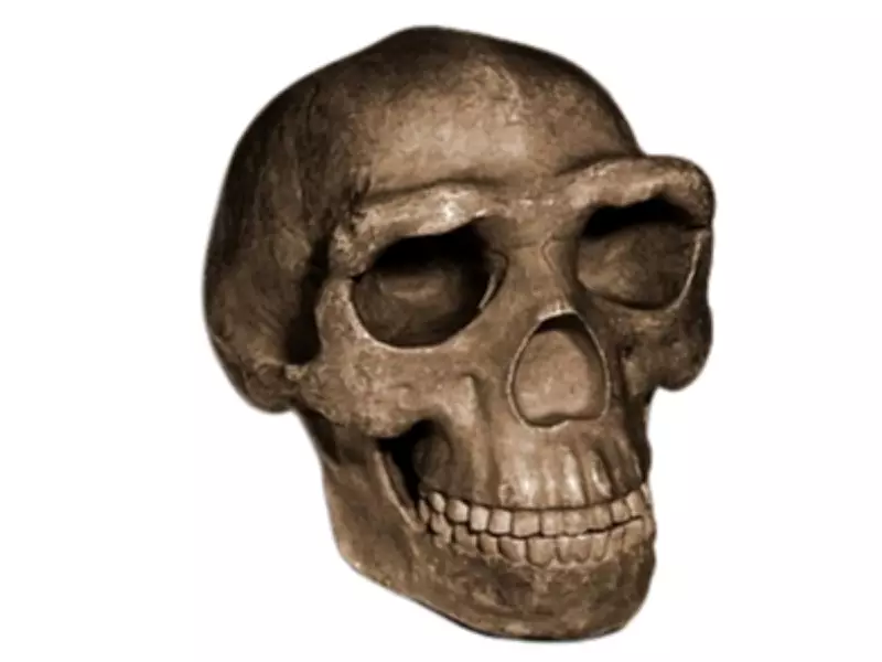 Peking Man Discovery: How a 1929 Skullcap Reshaped Human Origins Study