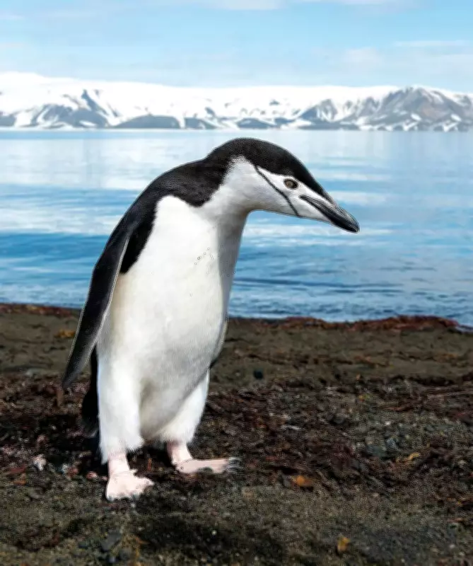Penguin Feathers Inspire Smart Building Coatings for Energy Efficiency