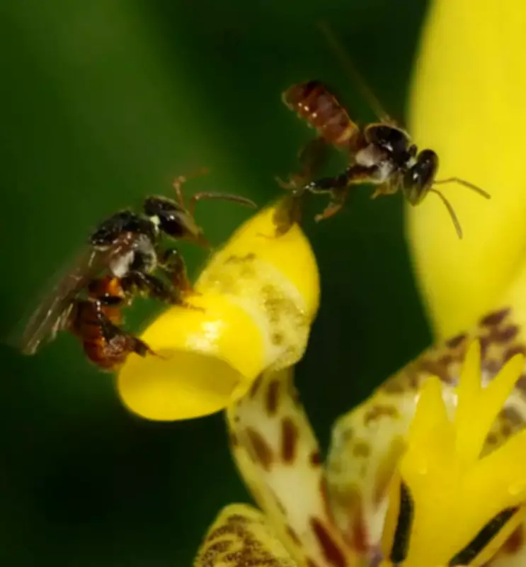 Peru Grants Legal Rights to Native Stingless Bees in Historic Move