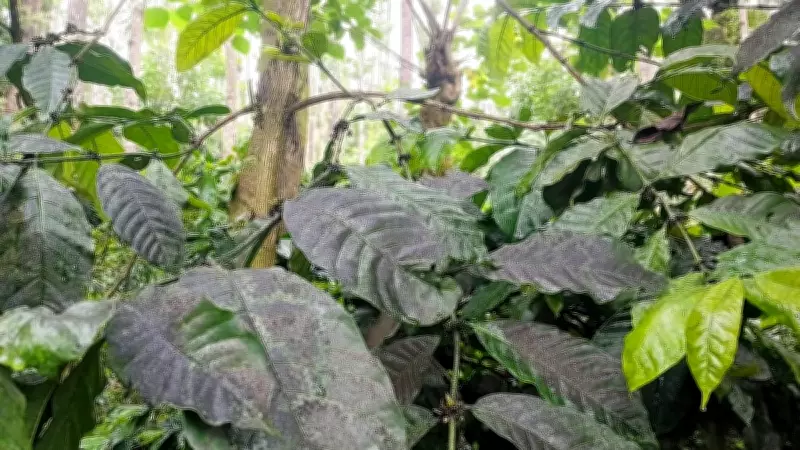Pest Infestation Worries Coffee Growers in Chikkamagaluru Due to Rain Deficit