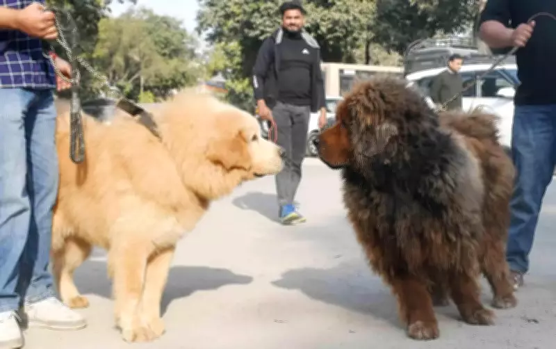 Pet dog registrations in Dehradun nearly triple after strict by-law enforcement
