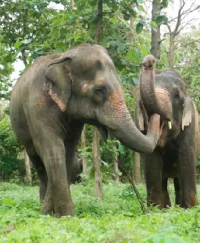 Peta India Opposes Return of Elephant Mahadevi to Kolhapur Math