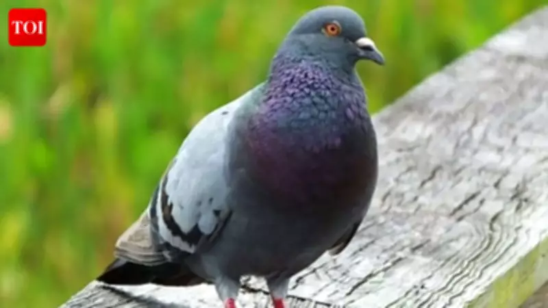Pigeons Navigate Using a Magnetic Compass Hidden in Their Liver, Study Reveals