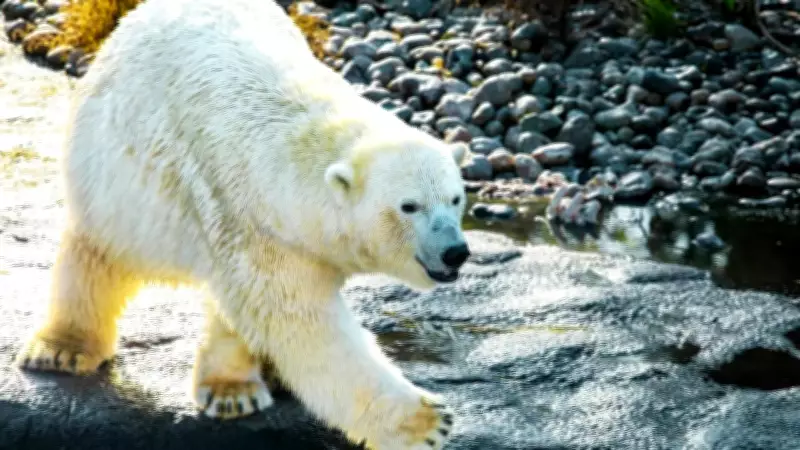 Polar Bear Chase in Arctic Ghost Town Pyramiden Goes Viral