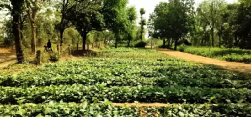 Prayagraj to Plant 72 Lakh Saplings in Mega Green Drive from June 5