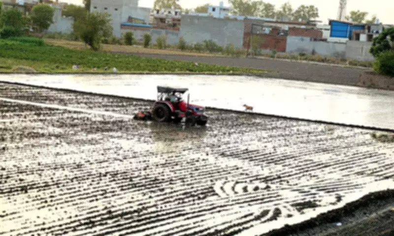PSPCL Ensures 8-Hour Power Supply for Paddy Transplantation in Jalandhar