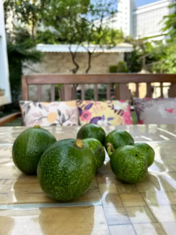 Pune Home Gardeners Grow Exotic Fruits and Herbs on Terraces