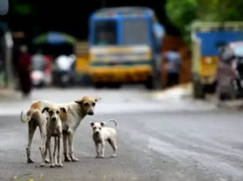 Pune Police Book Car Driver for Deliberately Running Over 15-Year-Old Dog