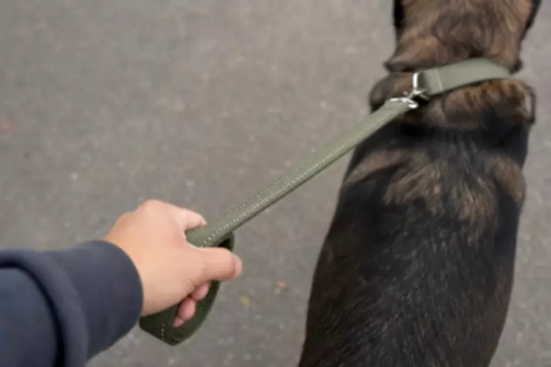Pune police register case against pet dog owners for biting 10 people