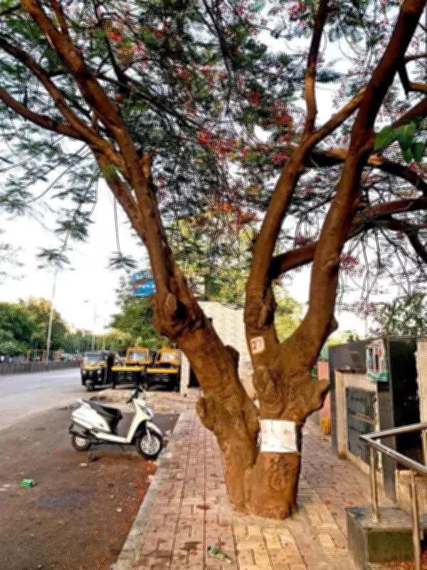 Pune Residents Battle PMC to Save 66 Trees from Flyover Project