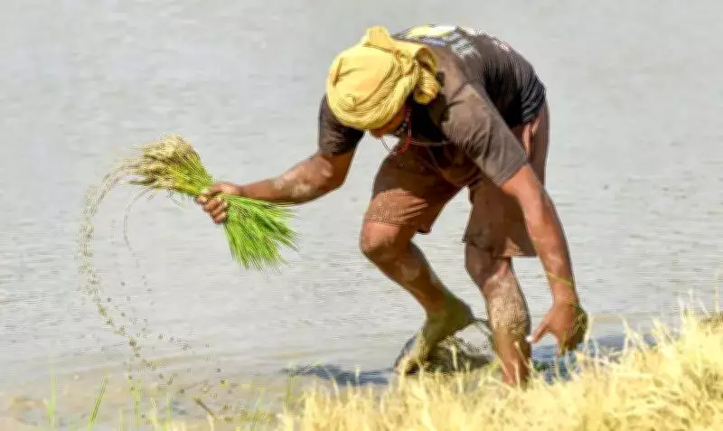 Punjab Braces for Water Strain as El Niño Threat Looms Over Paddy Season