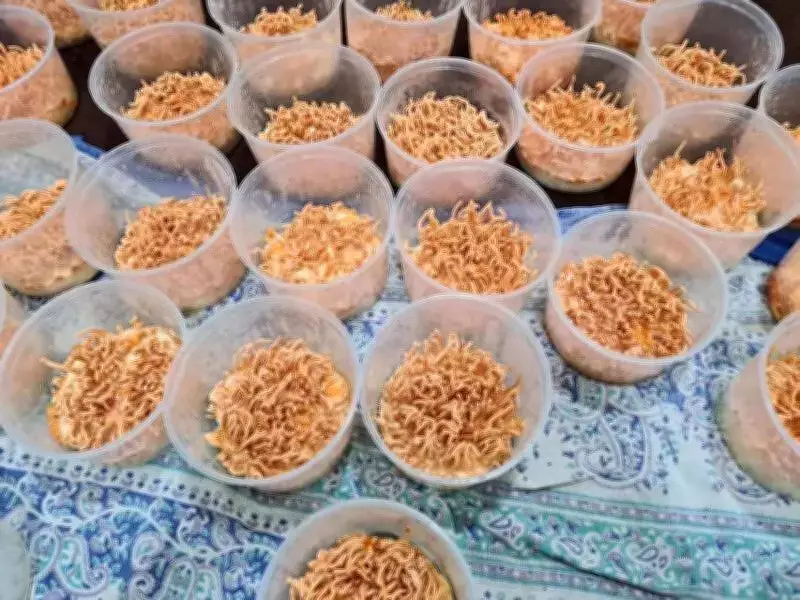 Punjab Farmer Cultivates Rare Medicinal Mushroom, Earns Rs 8 Lakh Annually
