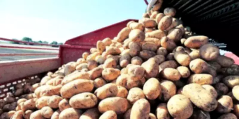 Punjab Potato Farmers Plough Crops as Market Crash Wipes Profits