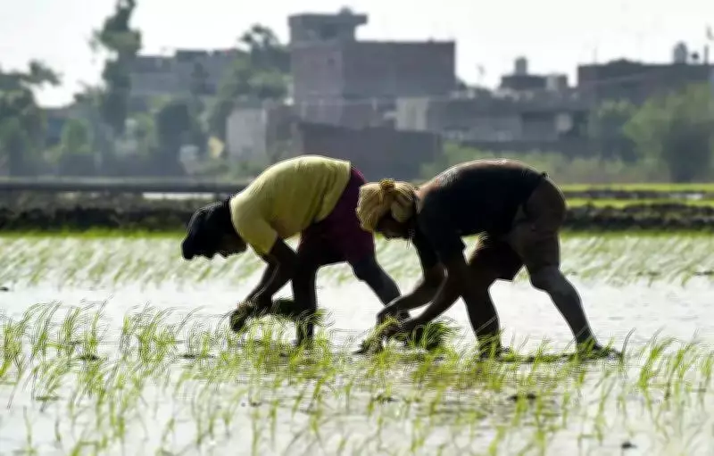 Punjab Rice Industry Delegation Meets Parliamentary Panel on Hybrid Paddy Issues
