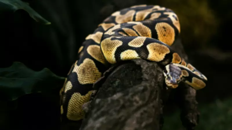 Python Genera: Diversity and Classification of Snakes Worldwide