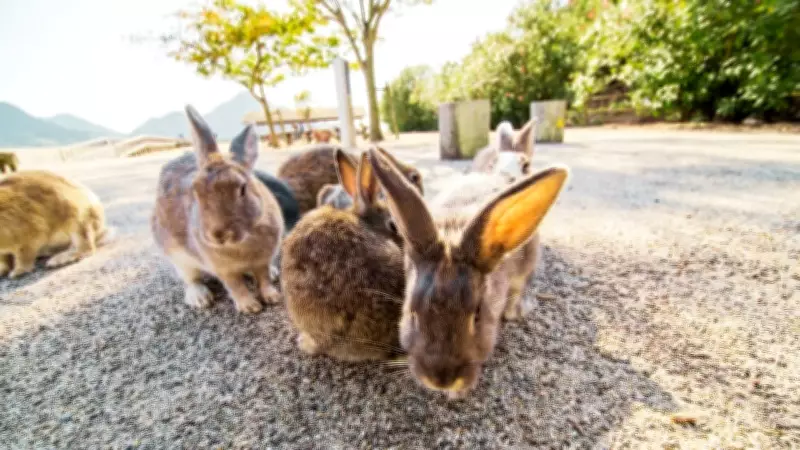 Rabbit Island: Japan's Unique Bunny Paradise in Seto Inland Sea
