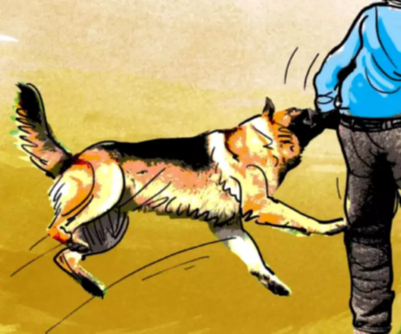 Rabid Stray Dogs Attack 9, Injure Toddler and Teens in Kerala