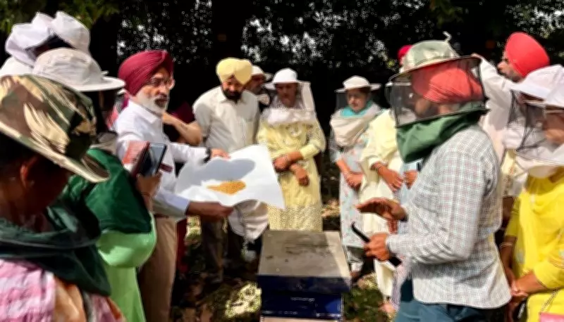 Rain, Cloudy Weather Compound Troubles for Punjab Beekeepers: Experts