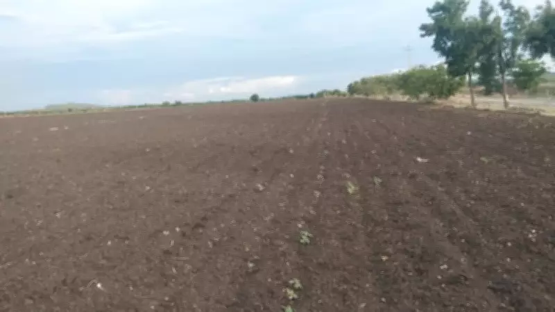 Rain Failure Leads to Crop Loss for Farmers in Karnataka's Chitradurga