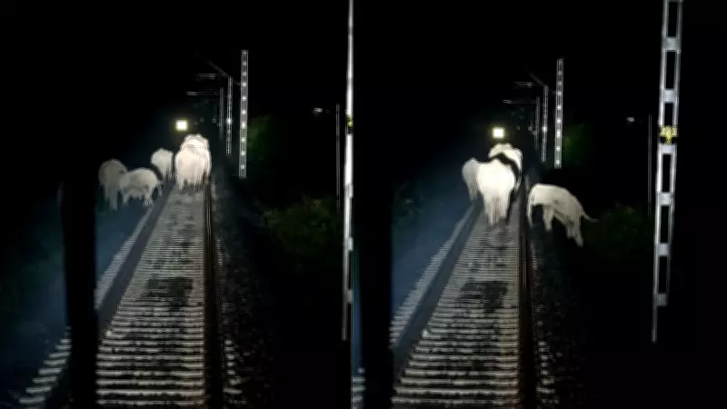 Rajdhani Express Pilots Save Elephant Herd by Applying Emergency Brake