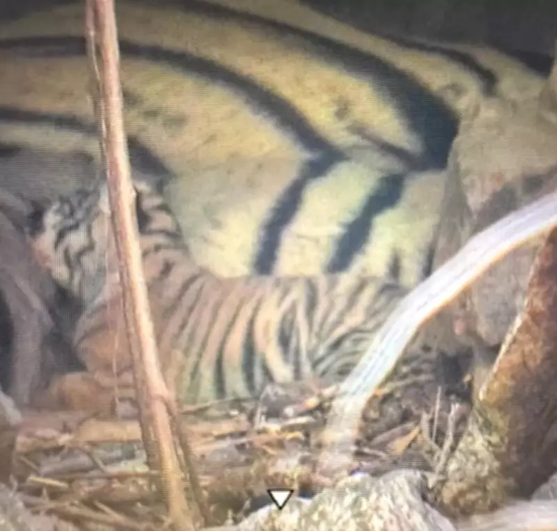 Ranthambore Tiger Population Reaches 77 After Tigress Riddhi Gives Birth