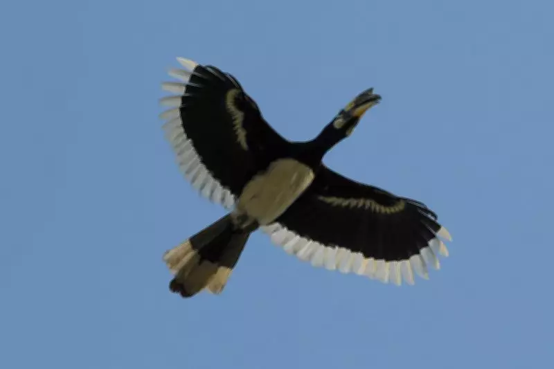 Rare Hornbill's Surrogate Parenting in Delhi's Lodhi Garden Stuns Birdwatchers