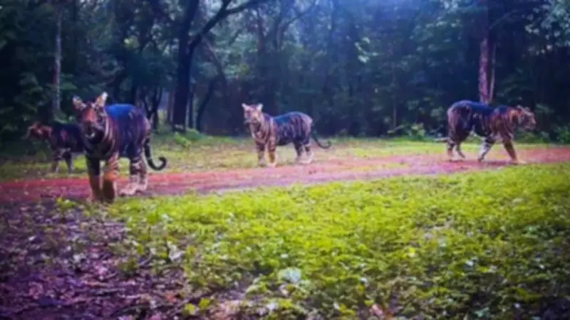 Rare Melanistic Tigress with Three Cubs Spotted in Odisha's Similipal Reserve
