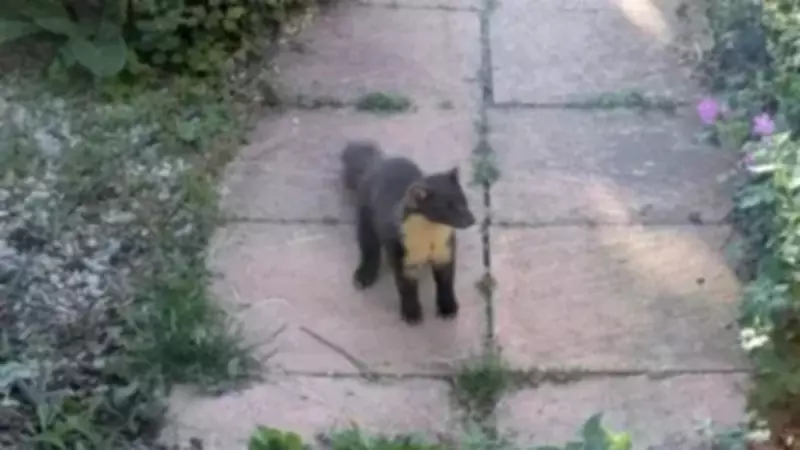 Rare Pine Marten Spotted in Sussex Garden After 100 Years
