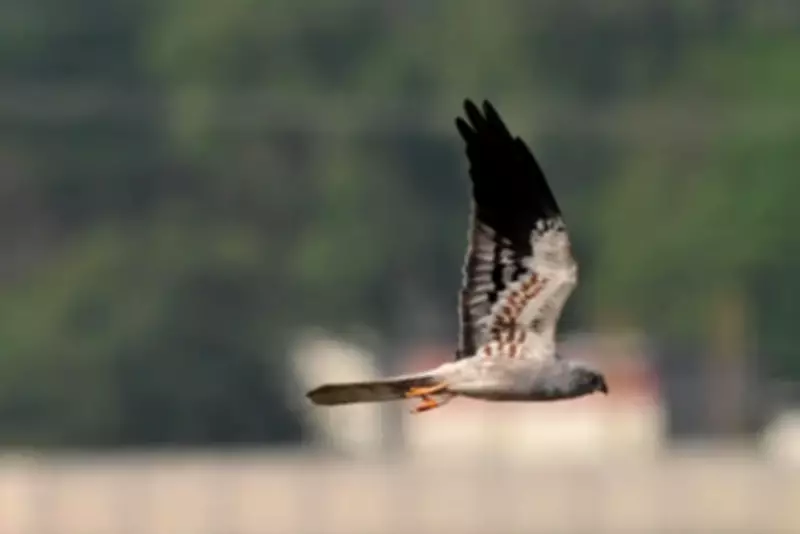 Rare Ringed Montagu's Harrier Spotted in Chennai After Rajasthan Tagging