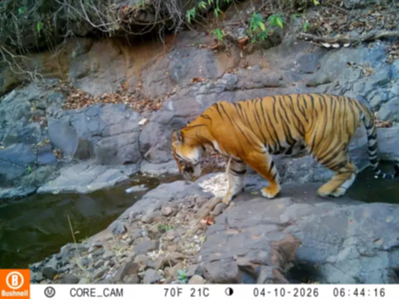 Rare Royal Bengal Tiger Spotted in Ratnagiri Private Forest After 18 Years