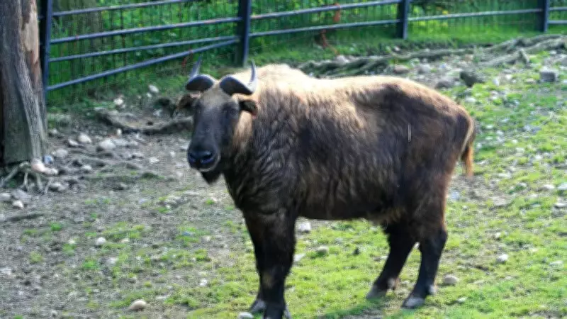 Rare Sighting of Mishmi Takin in Sikkim's Eastern Himalayas Goes Viral