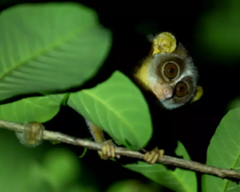 Rare Slender Loris Sighted Outside Protected Forest in South Goa
