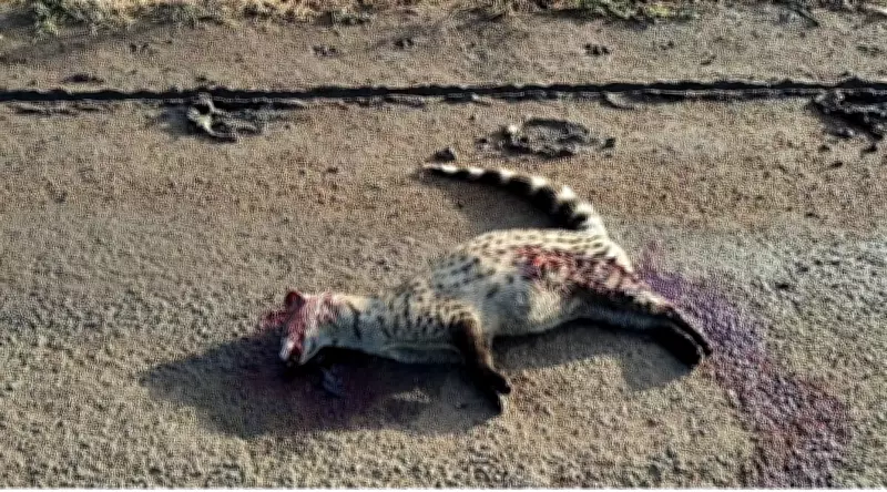 Rare Small Indian Civet Dies in Road Accident in Karnataka