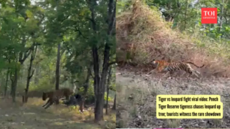 Rare Tiger vs Leopard Fight Caught on Camera in Pench Reserve