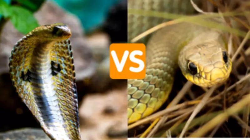 Rat Snake vs Indian Cobra: Key Differences and Safety Guide