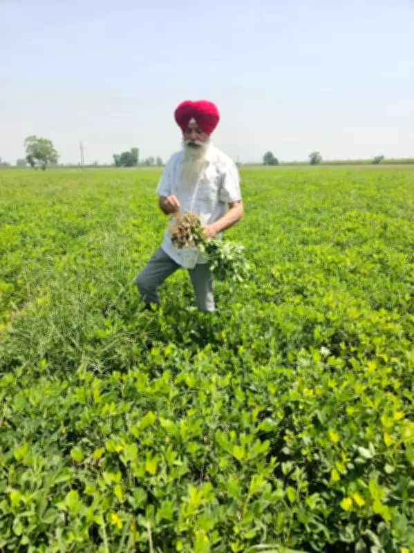 Retired teacher leads groundnut revival as water-saving crop in Punjab