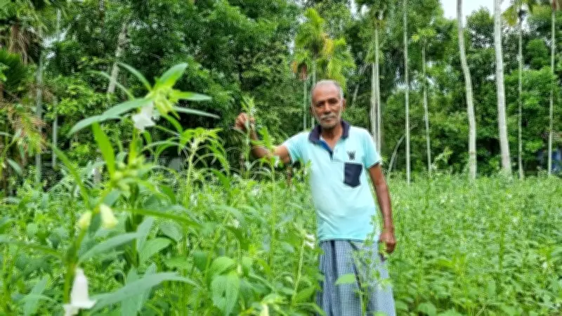 Revival of GI-Tagged Sesame in Kerala Boosts India's Edible Oil Mission