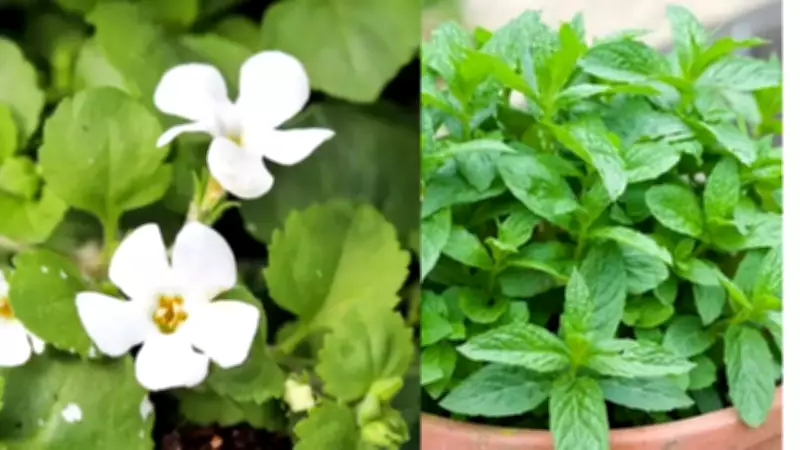 Reviving Forgotten Indian Herbs for Modern Kitchens