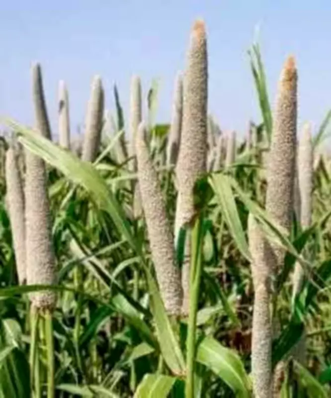 Rewari Farmers Allege Rs 24 Crore Dues Pending Under Bhavantar Scheme for Bajra