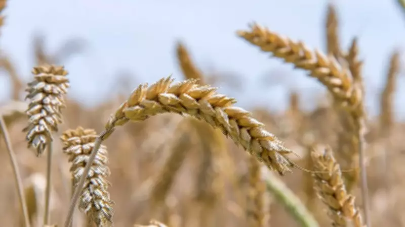 Rising Winter Temperatures Threaten India's Wheat Production