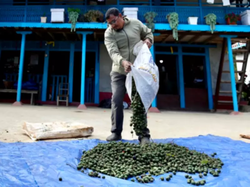 Rudraksha Farming in Nepal: Prosperity Meets Peril as Farmers Chase Chinese Market Demand