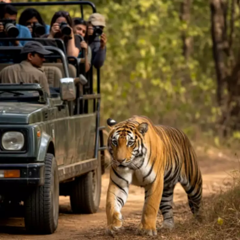 Safari Driver Barred for Approaching Tiger Too Closely in Corbett Zone