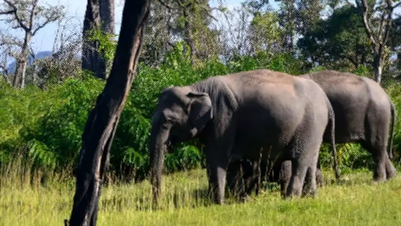 Safari Driver Provokes Elephant Near Bhadra Reserve, Probe Ordered After Video Goes Viral