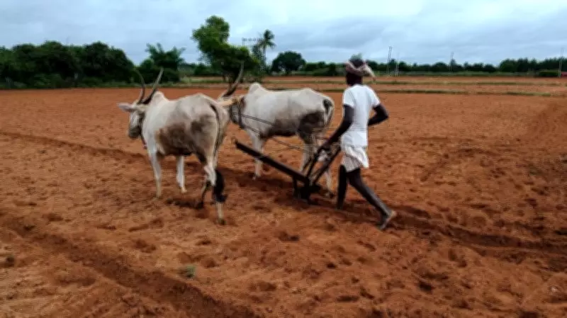 Scanty Rainfall Slows Kharif Sowing in Karnataka's Kolar District