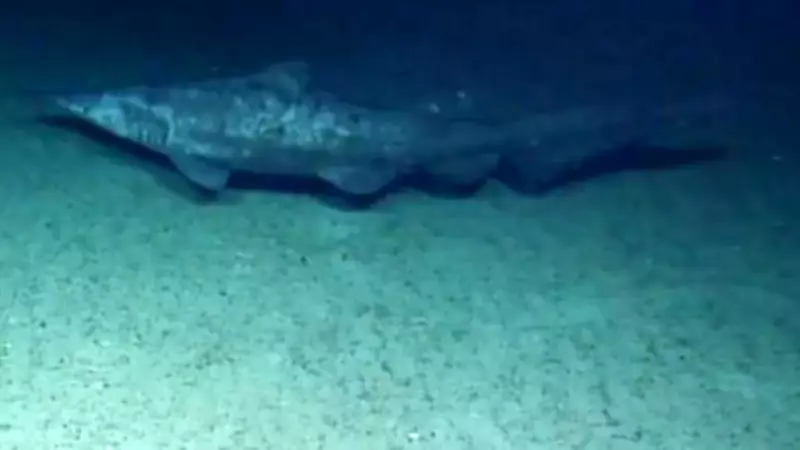Scientists Confirm First Peer-Reviewed Footage of Rare Goblin Shark in Wild